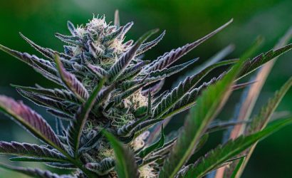 Weed-Seeds-at-KindPeoples-Weed-Dispensaries-1024x683