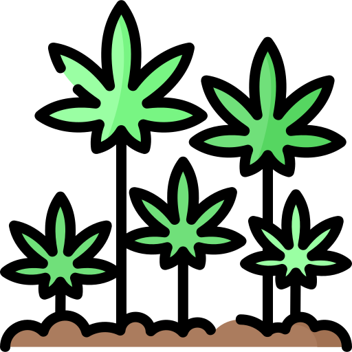 Cultivation